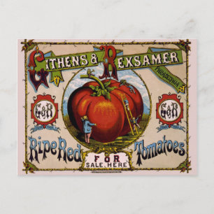 Vintage Advertisement Ripe red tomatoes Postcard
