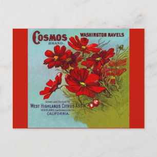 Vintage Advertising Cosmos Washington fruit label Holiday Postcard