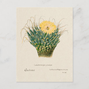 Vintage Agave Cactus Illustration Postcard