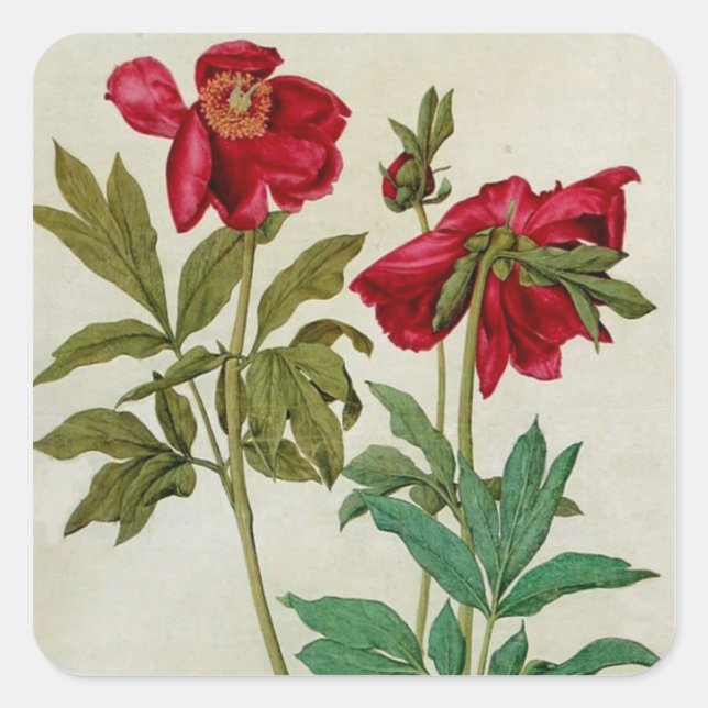 Vintage Albrecht Durer Peonies Sticker (Front)
