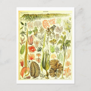 Vintage Algae Botanical Illustration Postcard