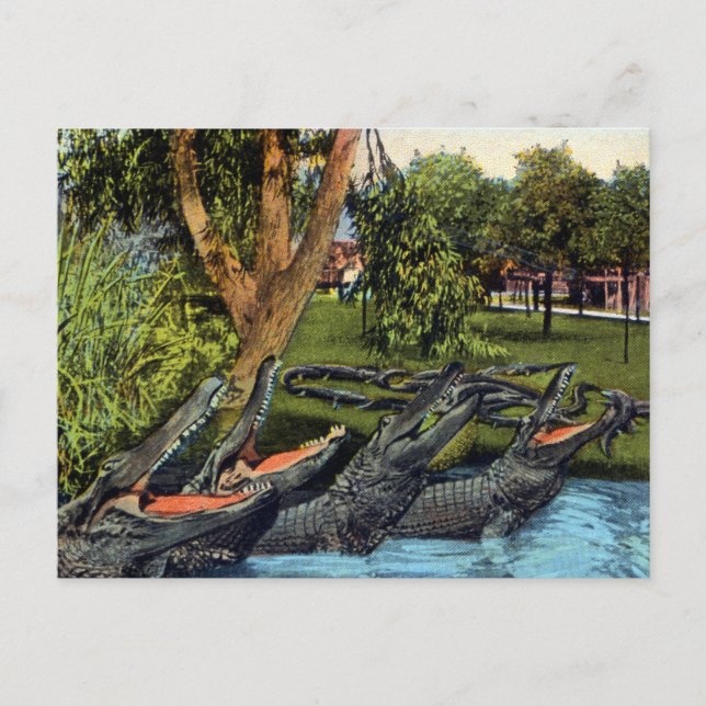 Vintage alligator quartet Bayano River, Panama Postcard (Front)