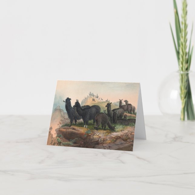 Vintage Alpacas 1861 Book Illustration Note Card (Front)