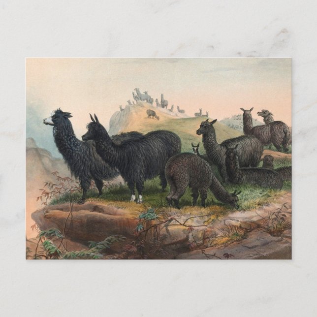 Vintage Alpacas 1861 Book Illustration Postcard (Front)