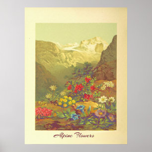 Vintage Alpine Flowers Art  Poster