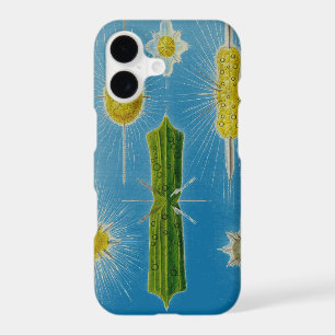 Vintage Altered Haeckel