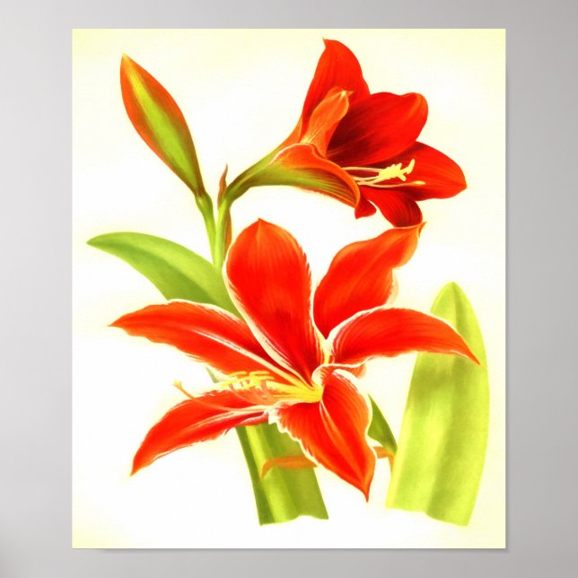 Vintage Amaryllis Flower Poster (Front)