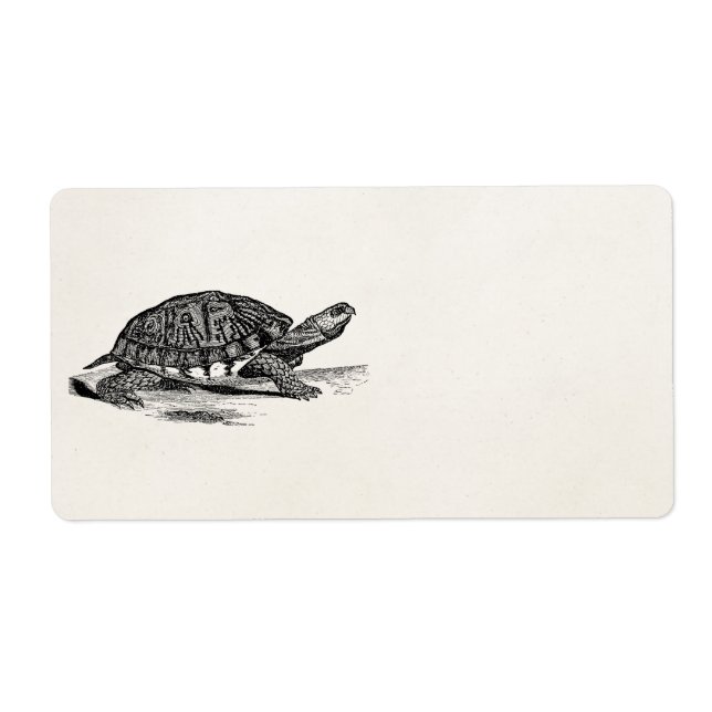 Vintage American Box Tortoise - Turtle Template (Front)