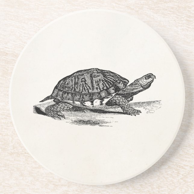 Vintage American Box Tortoise - Turtle Template Coaster (Front)