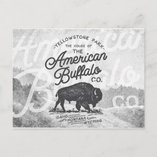 Vintage American Buffalo Montana Travel Postcard