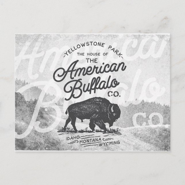 Vintage American Buffalo Montana Travel Postcard (Front)