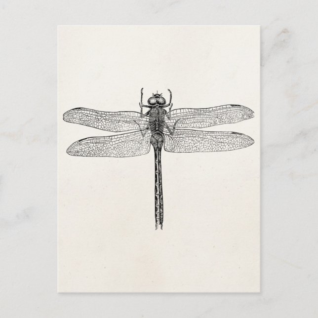 Vintage American Dragonfly Dragon Fly Template Postcard (Front)