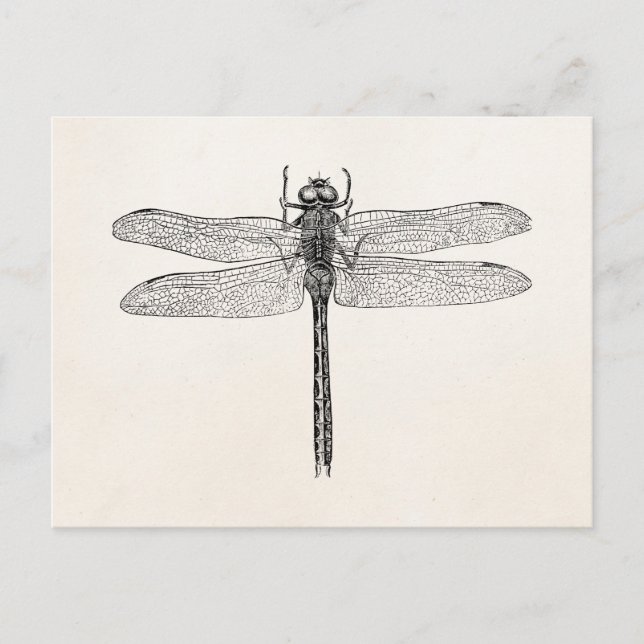 Vintage American Dragonfly Dragon Fly Template Postcard (Front)