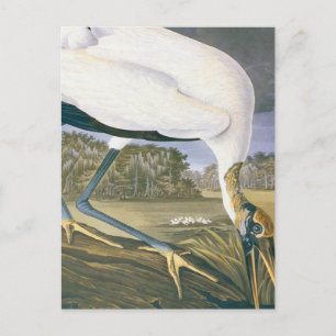 vintage American Stork by John James Audubon Postcard