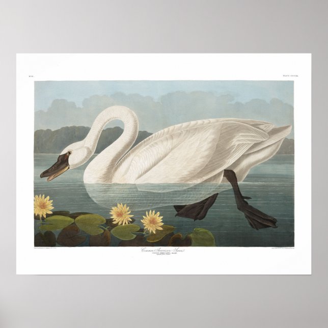 Vintage American Swan Audubon Art Poster (Front)