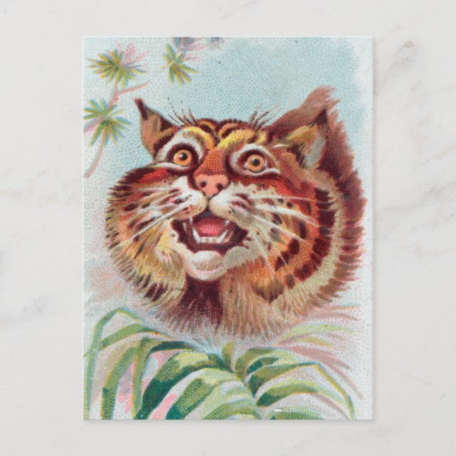 Vintage American Wild Cat Postcard (Front)