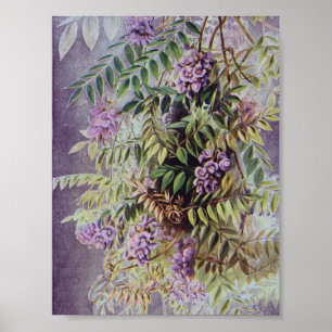 Vintage American Wisteria Purple Flowers Floral Poster