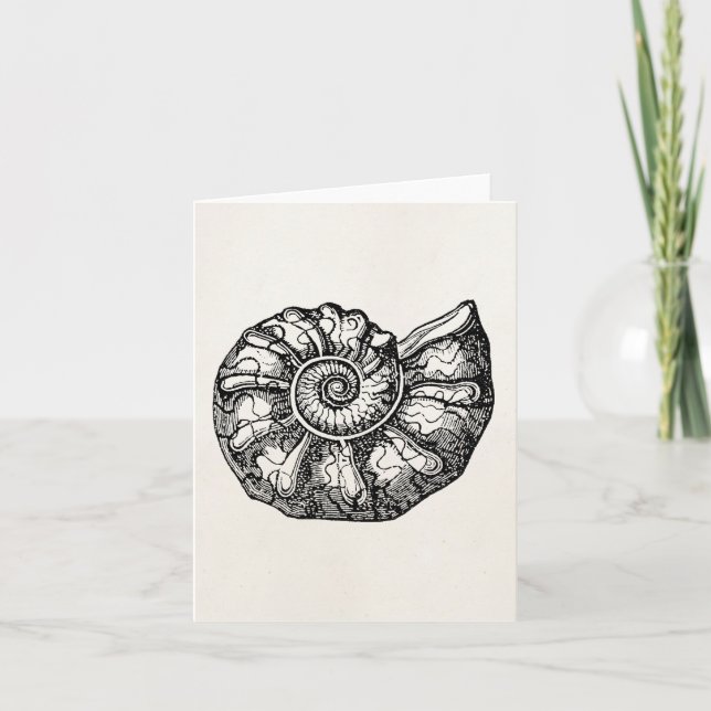 Vintage Ammonite Seashell Fossil Shell Template (Front)