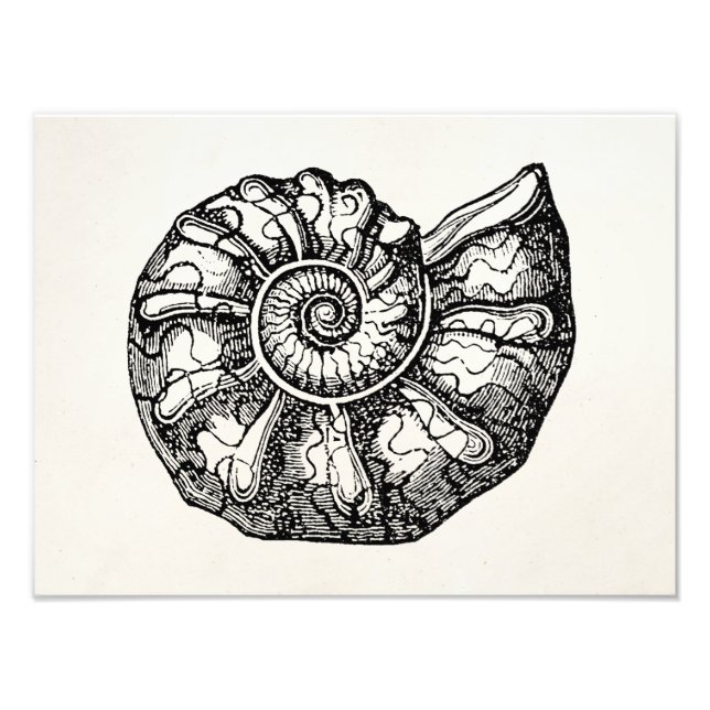 Vintage Ammonite Seashell Fossil Shell Template Photo Print (Front)