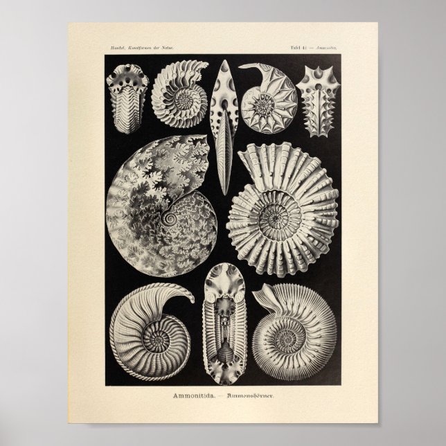 Vintage Ammonitida Colour Ernst Haeckel Art Print (Front)