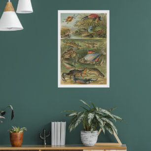 Vintage Amphibian & Fish Illustration Antique Poster