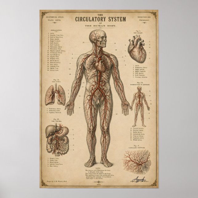 Vintage Anatomical Circulatory System Poster (Front)