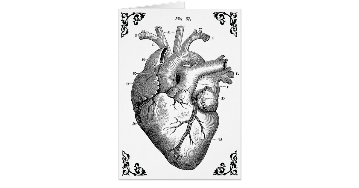 Vintage Anatomical Heart Diagram Gothic Card Zazzle Co Uk
