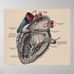 Vintage Anatomical Heart Diagram Poster