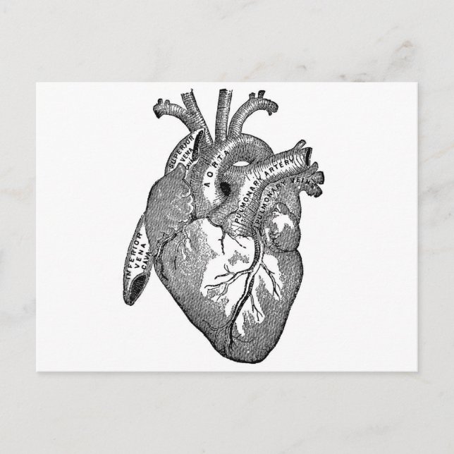 Vintage Anatomical Heart Postcard (Front)