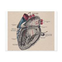 Vintage Anatomical Heart
