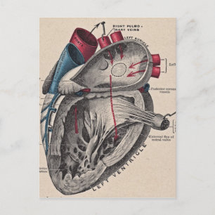 Vintage Anatomical Heart Postcard