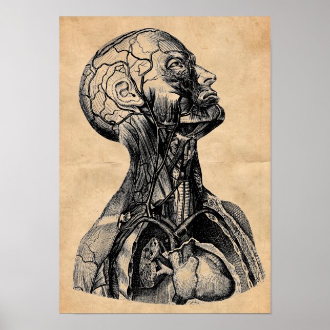 Vintage Anatomical Illustration of the Upper Body Poster (Front)