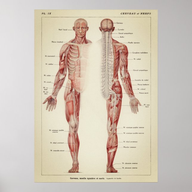 Vintage Anatomical Illustration Poster (Front)