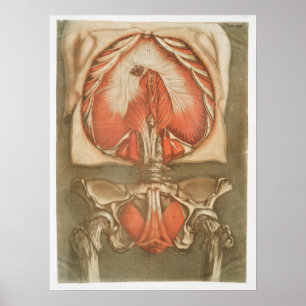 Vintage Anatomical Illustration Poster