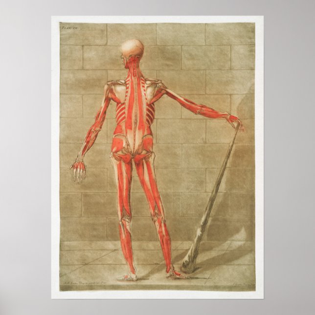 Vintage Anatomical Illustration Poster (Front)