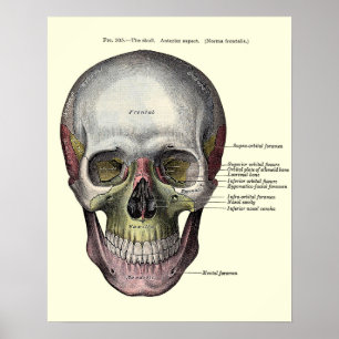 Vintage Anatomical Illustration Poster