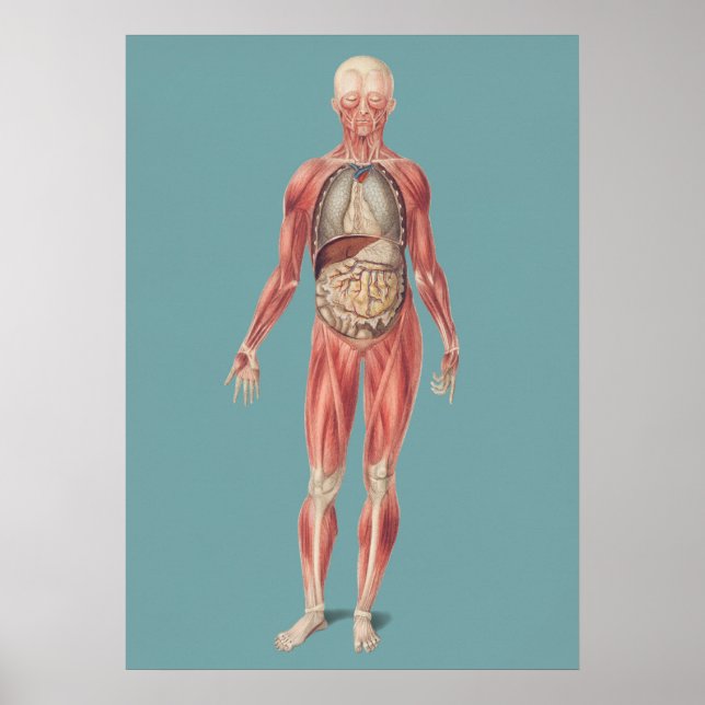 Vintage Anatomical Illustration Poster (Front)