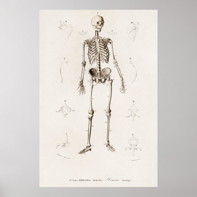 Vintage Anatomical Illustration Poster (Front)