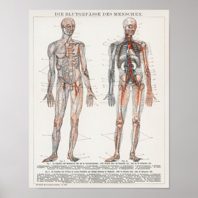 Vintage Anatomical Illustration Poster (Front)