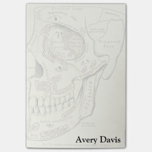 Vintage Anatomy Anterolateral region of the skull Post-it Notes