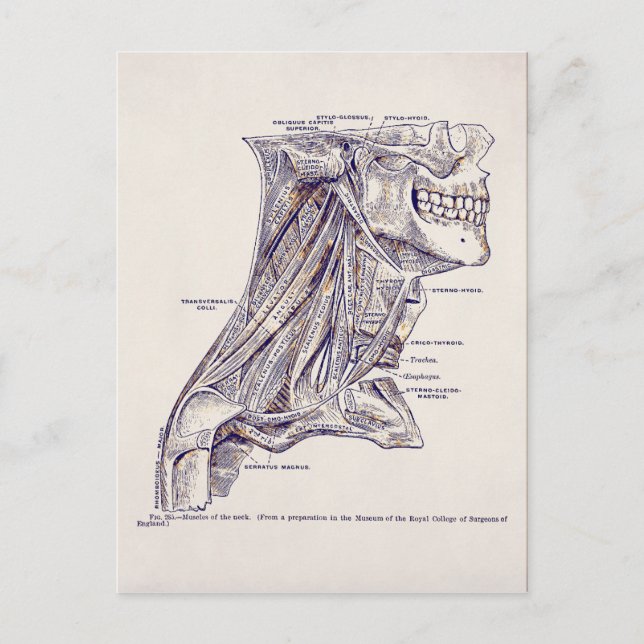 Vintage Anatomy Art Neck Muscles Old Paper Postcard (Front)