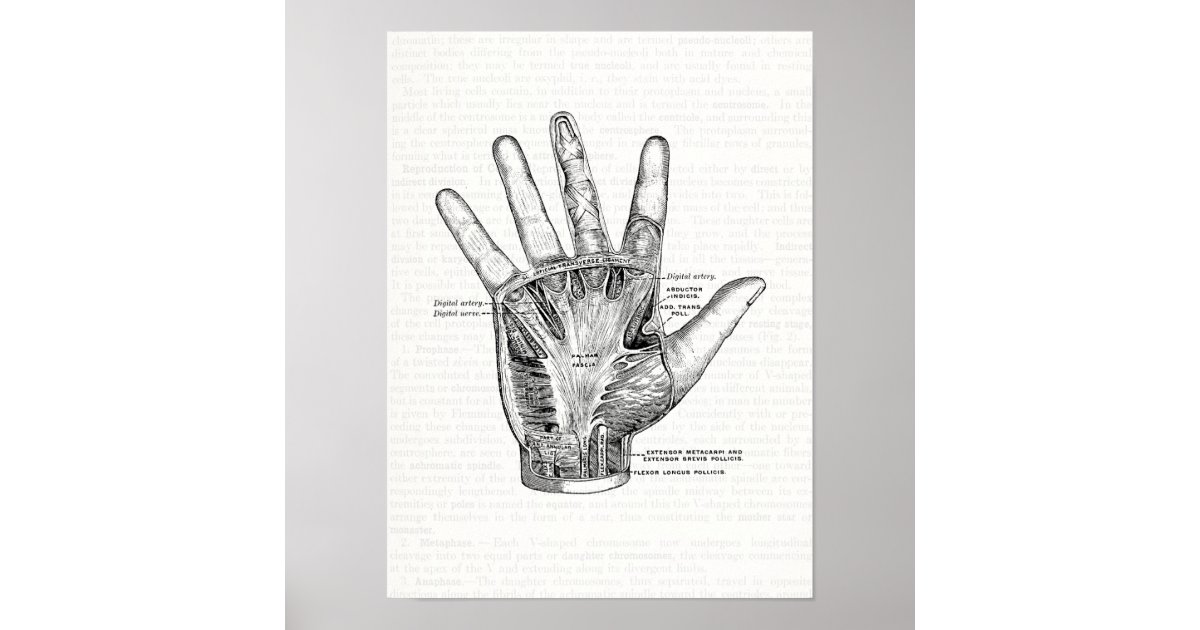 Vintage Anatomy Art The Palm of the Hand Poster | Zazzle.co.uk