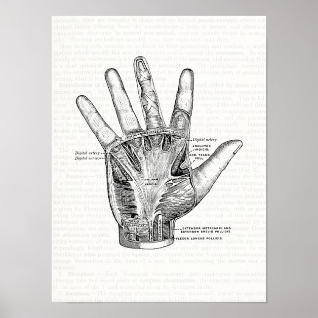 Vintage Anatomy Art The Palm of the Hand Poster (Front)