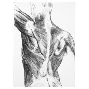 Vintage Anatomy Back Muscles (circa 1852) B/W Clipboard