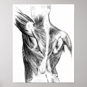 Vintage Anatomy Back Muscles (circa 1852) B/W Poster