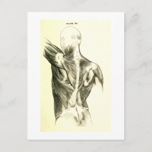 Vintage Anatomy Back Muscles (circa 1852) Postcard