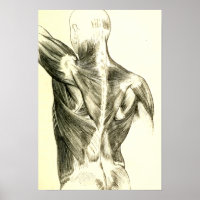 Vintage Anatomy | Back Muscles (circa 1852)