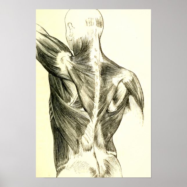 Vintage Anatomy | Back Muscles (circa 1852) Poster (Front)