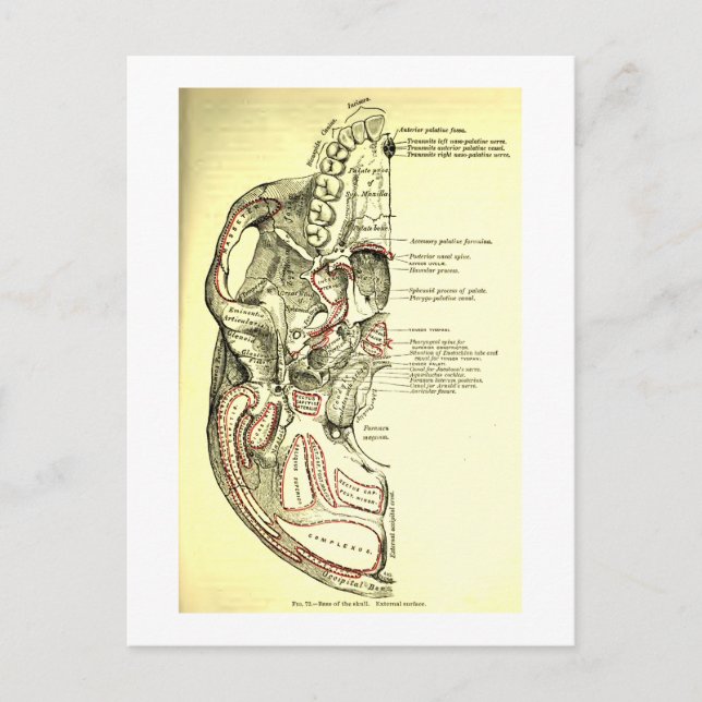 Vintage Anatomy Base of the skull external Postcard (Front)