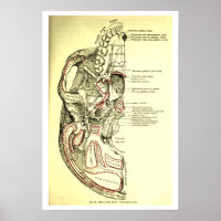 Vintage Anatomy Base of the skull external